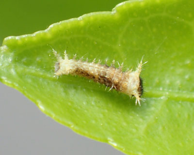 ������ƈႤ�C�������