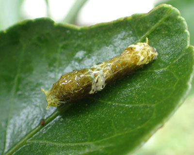 ���̂��Ə������i�K�T�L�A�Q�n�ۂ��C��