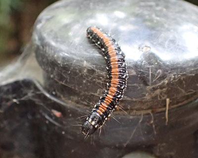 �g�T�J�t�g���C�K