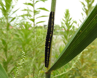 �q���G�O���o�H