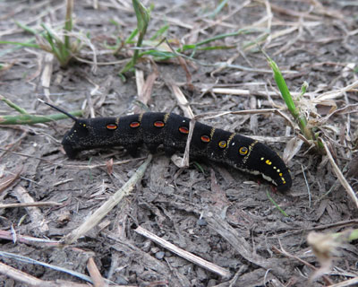 �悭����n��Z�X�W�X�Y��