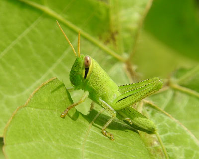 �c�`�C�i�S�̗c���͂��킢��