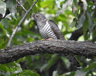 �J�b�R�E���ʉ߂���