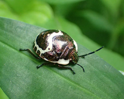 �A�J�X�W�L���J�����V�̎q