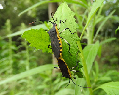 �L�o���w���J�����V