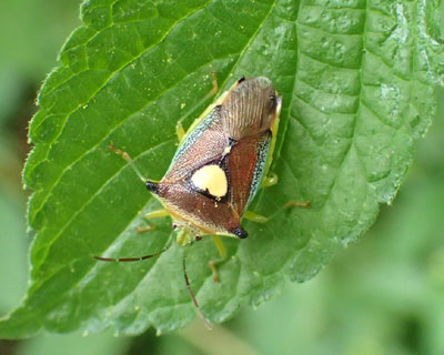 �G�T�L�����L�c�m�J�����V