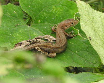 �J�i�w�r�����