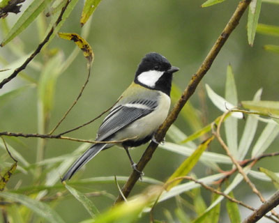 �V�W���E�J����������