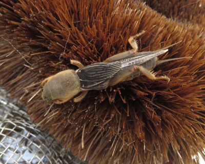 �Ȃ����^���V�ɃP��