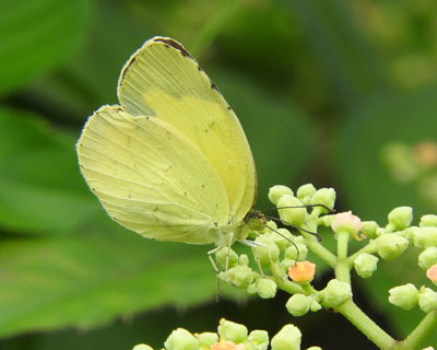 ���͔����̃L�`���E