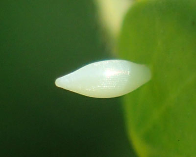 �L�`���E�̗�