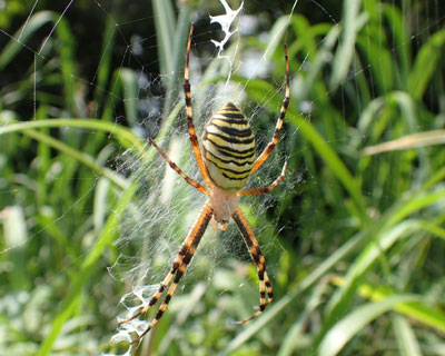 �i�K�R�K�l�O��