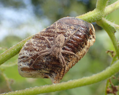 �z����҂N��