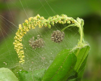 ���ԂɈ͂܂��q�O��