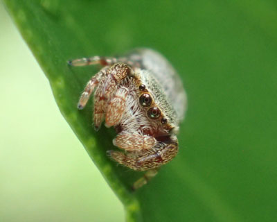 �Ԃ�ȓ��̃J���X�n�G�g��