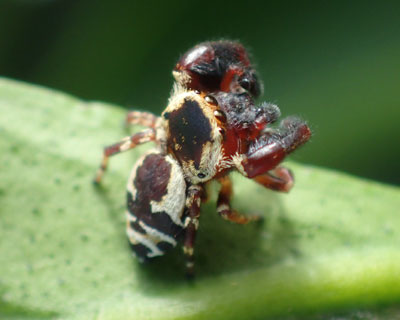 ���΂炭��������ϐF