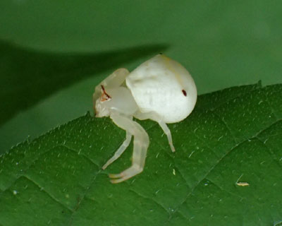 �A�Y�`�O���ۂ�