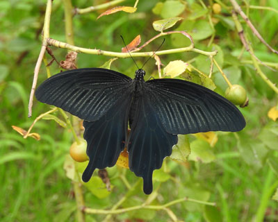 �N���A�Q�n�̊J��