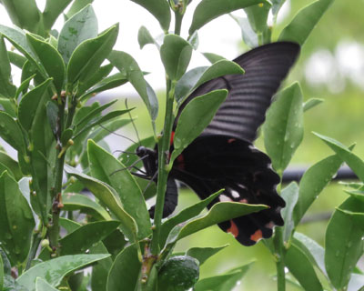 �Y���i�K�T�L�A�Q�n