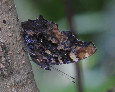 �ӊO�ɗ����������^�e�n