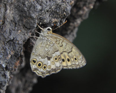 ���t�̃T�g�L�}�_���q�J�Q