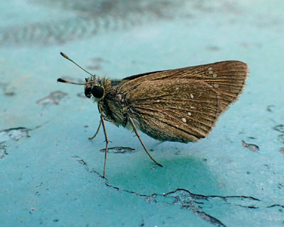 �`���o�l�Z�Z���H