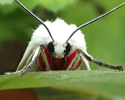 �V���q�g��