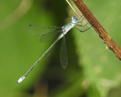 �A�I�C�g�g���{