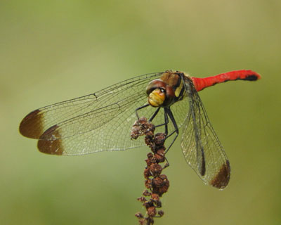 ���X�A�J�l�H