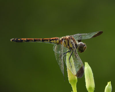 �m�V���g���{�H