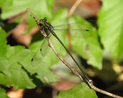 �I�I�A�I�C�g�g���{