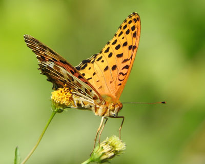 �c�}�O���q���E�����̋G��