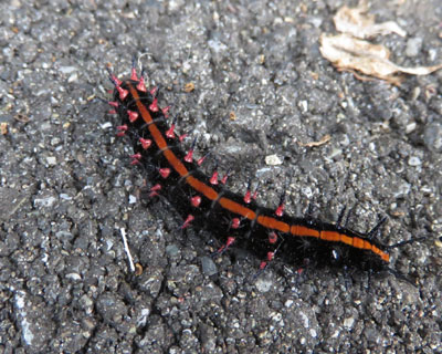 ���[�̎q�c�}�O��