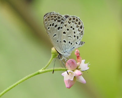 ���}�g�V�W�~