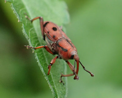 �g�z�V�I�T�]�E���V