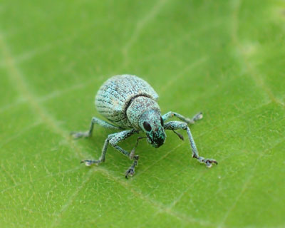 ���Ƃ��ꂢ�ȃR�t�L�]�E���V