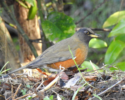 �����Â���̃A�J�n��