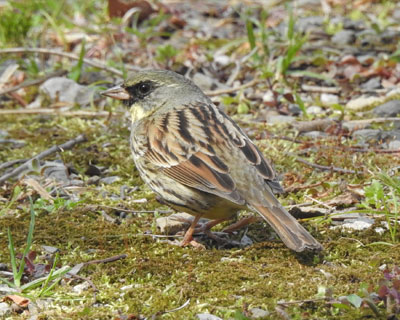 �F���A�I�W