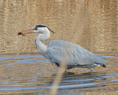 ���H���A�I�T�M