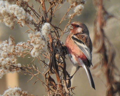 �����H�ׂĂ�x�j�}�V�R