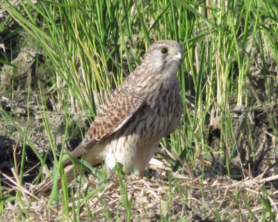 �c��ڂ̃`���E�Q���{�E