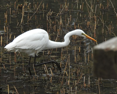 �����߃_�C�T�M