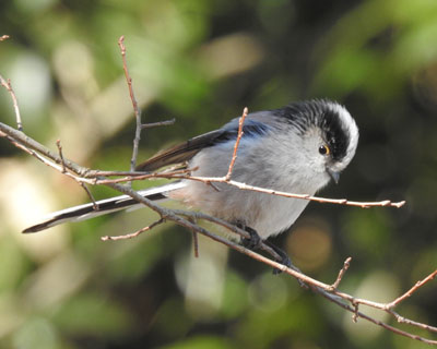 ��ՓI�Ɏʂ����G�i�K