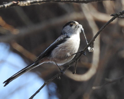 ���ނ��W�߂�