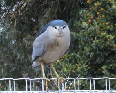 �S�C�T�M�Ɩڂ�����