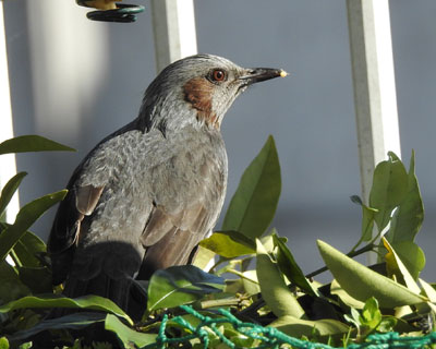 �����S�ƃL���J����H�ׂɗ���q���h��