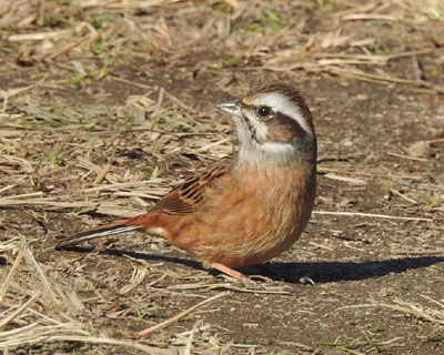 ���X�͗D������