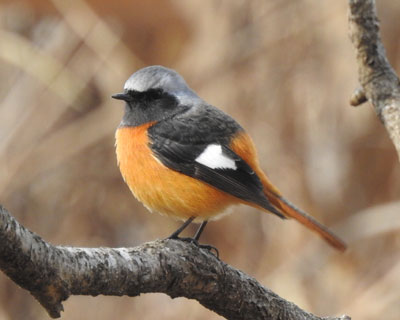 ���N�͏o�������W���r��