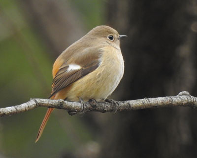 �Ղ�����W���r�q