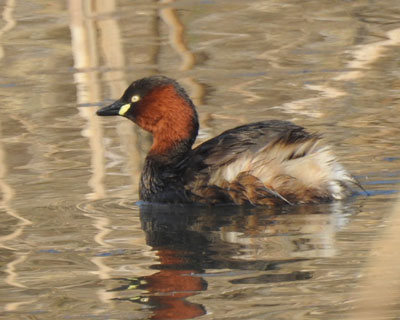 �ۂ��J�C�c�u��